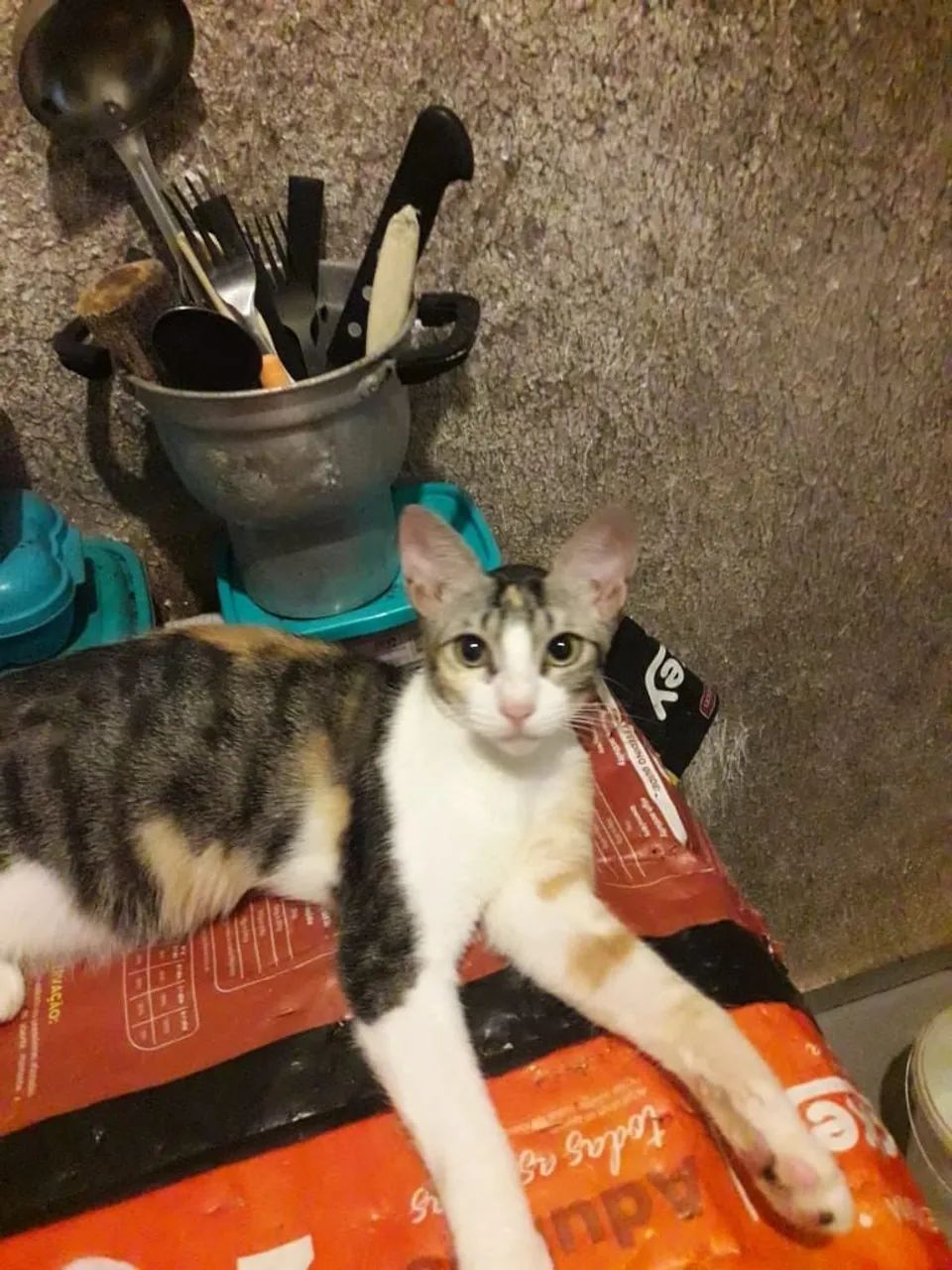 Gata grávida de 7 meses
