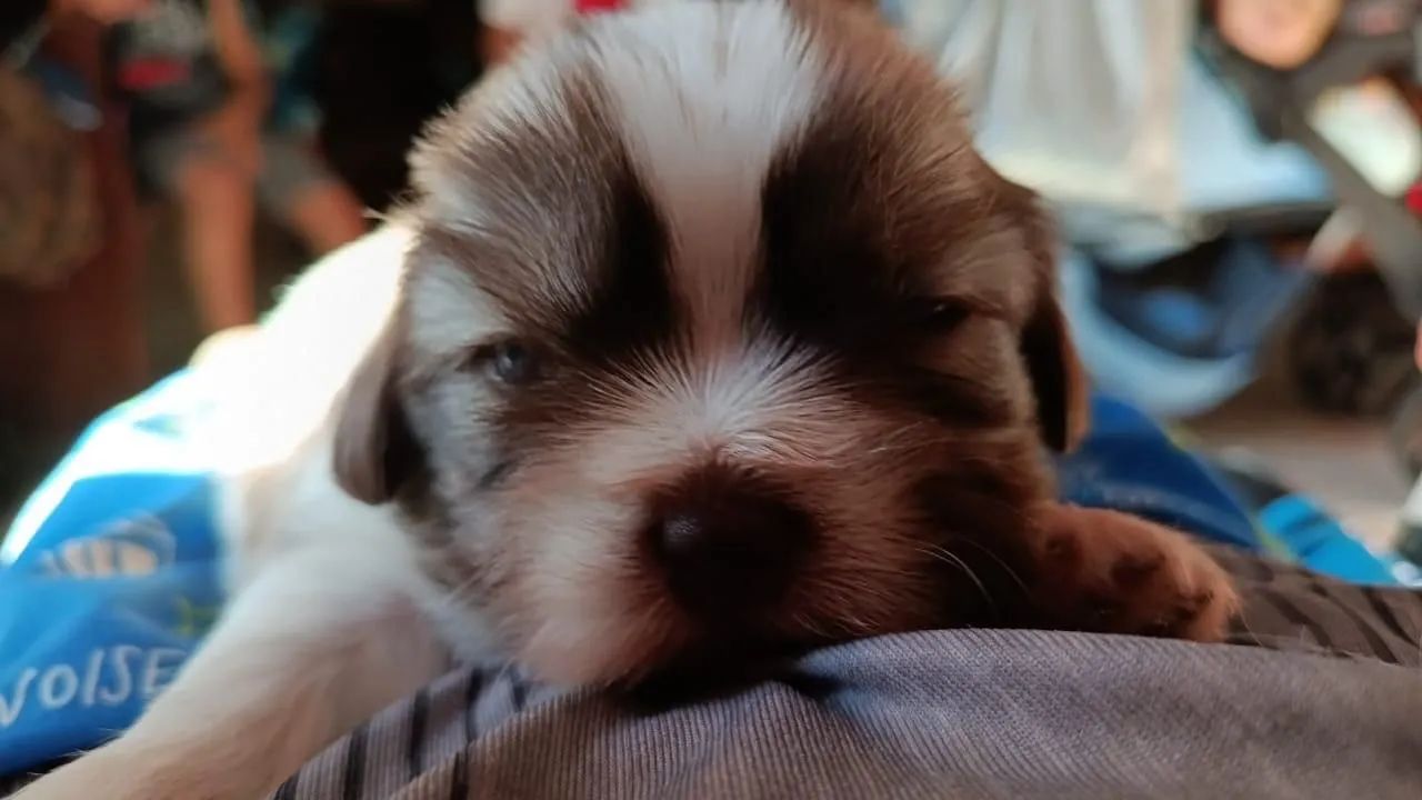 CACHORRO SHIH TZU - Foto 2