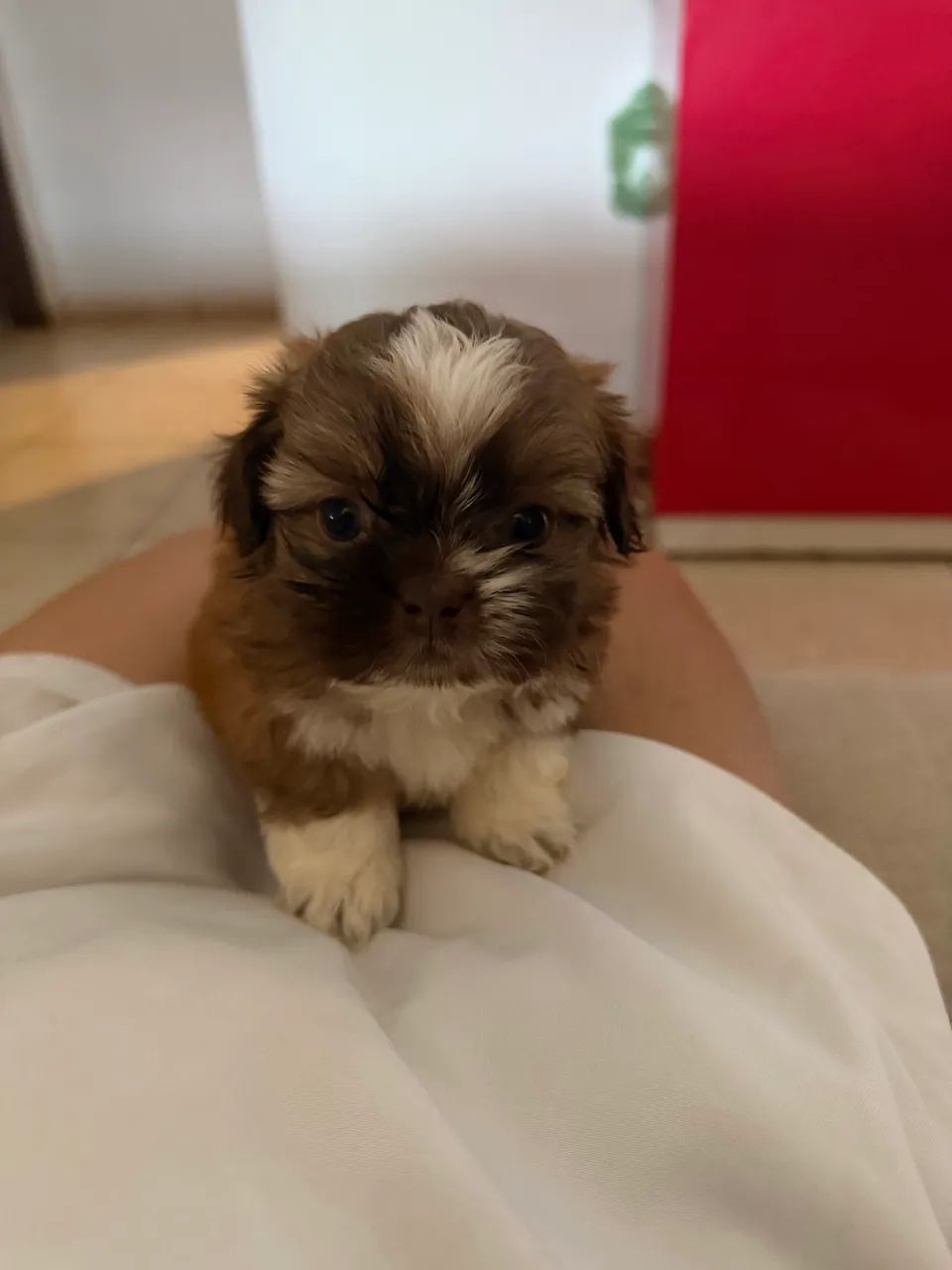 SHIH TZU MINI MACHO - Foto 2