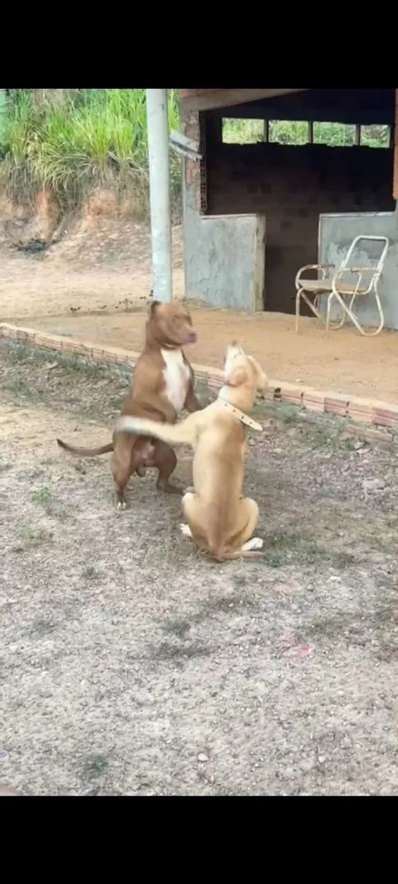 Cachorro Pitmonster 