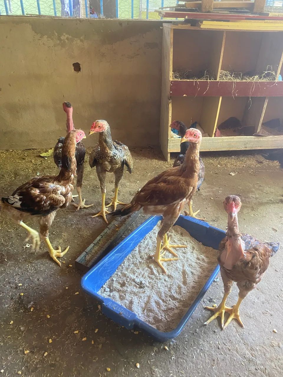 Frangos índios gigantes  - Foto 3
