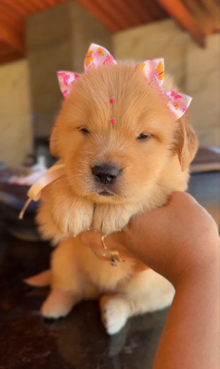 Golden Retriever 