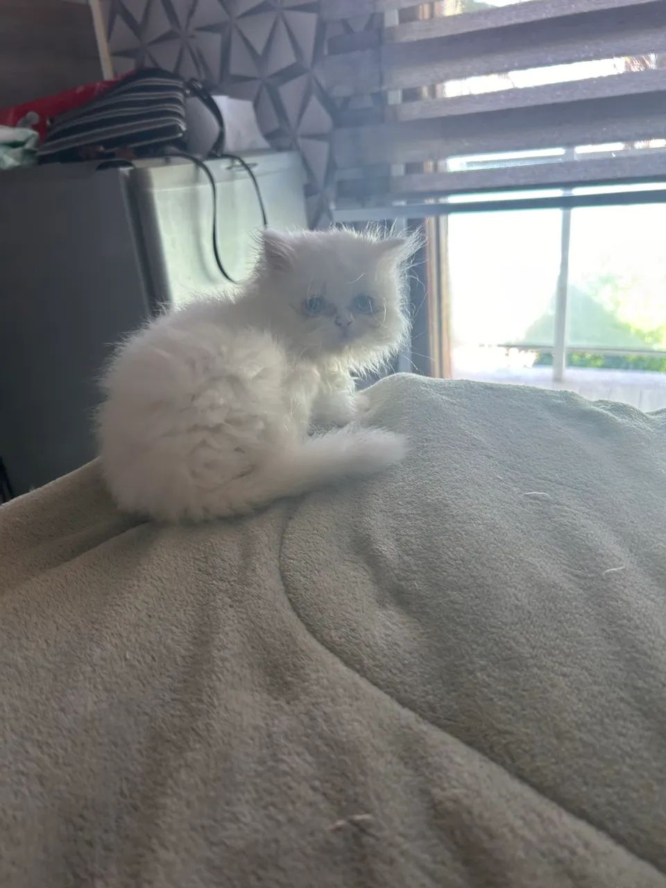 Gatinhos persa - Foto 6