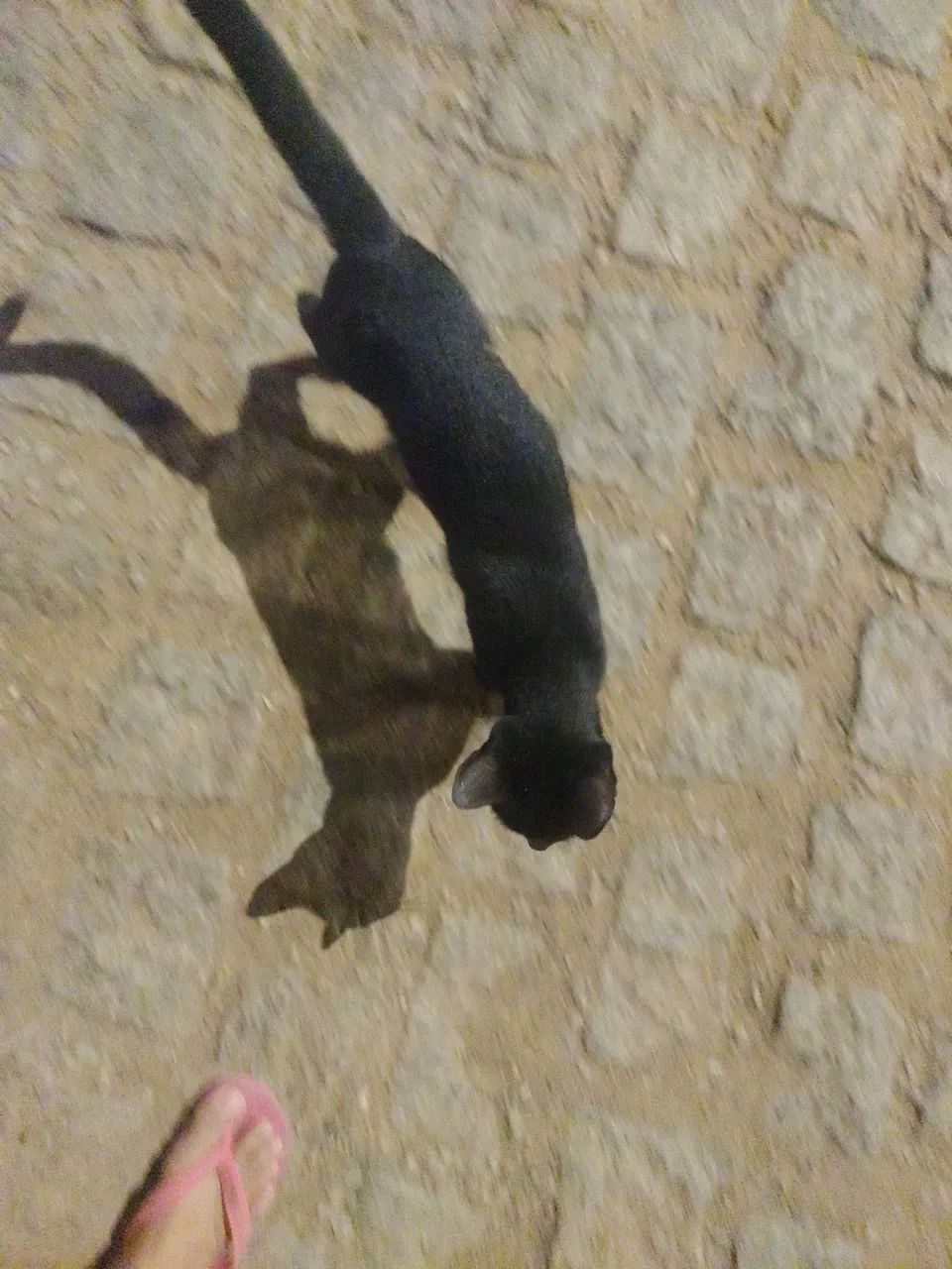 Gatinho  - Foto 2