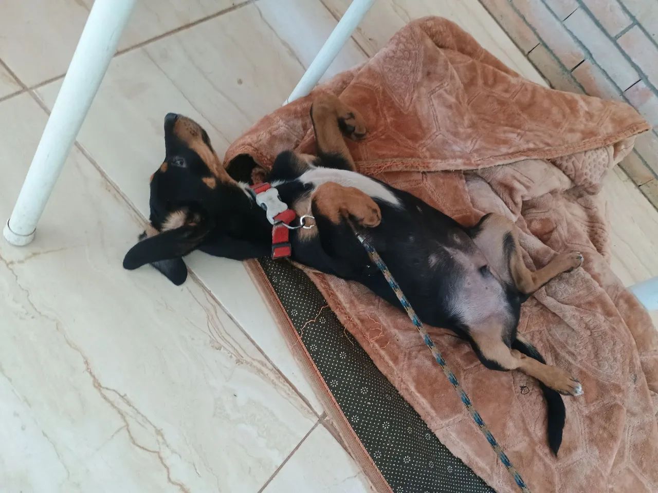 Doação cachorro 