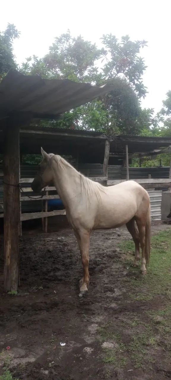 Vendo cavalo sem estar domado (4 ano) preço 5.000