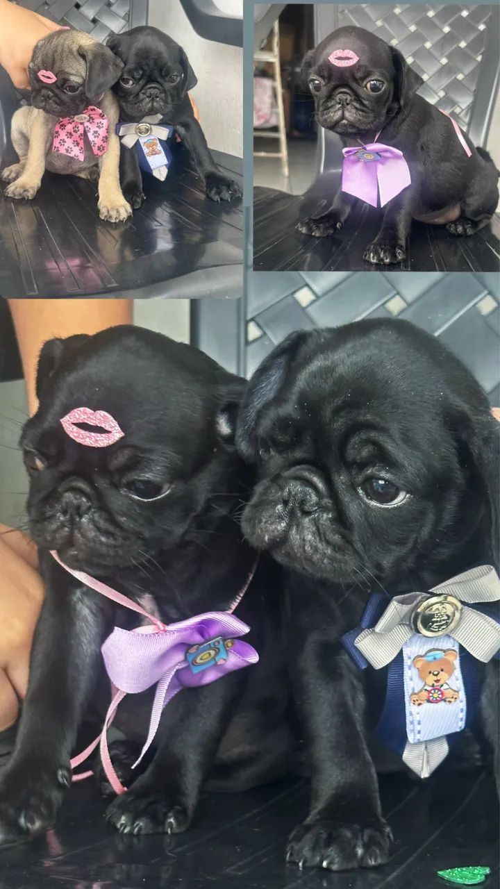 Pug com pedigree  - Foto 2