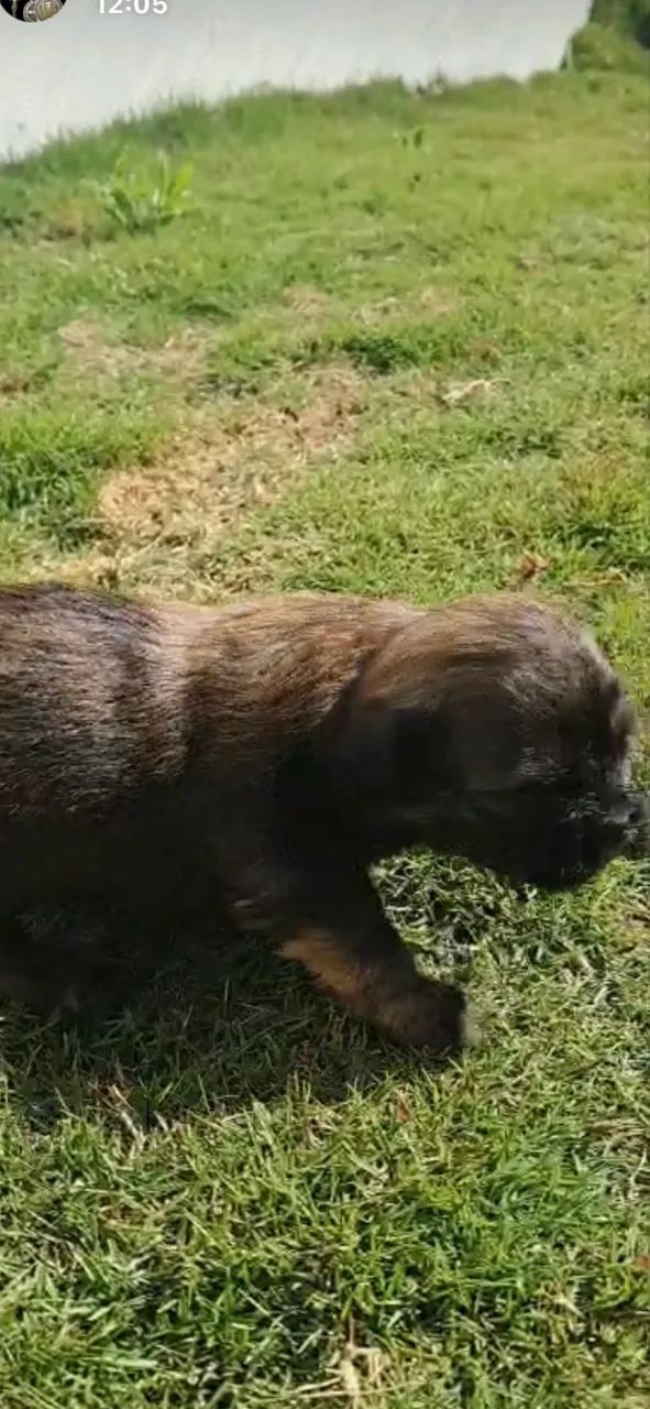 Filhotes de ilhasa apso - Foto 4