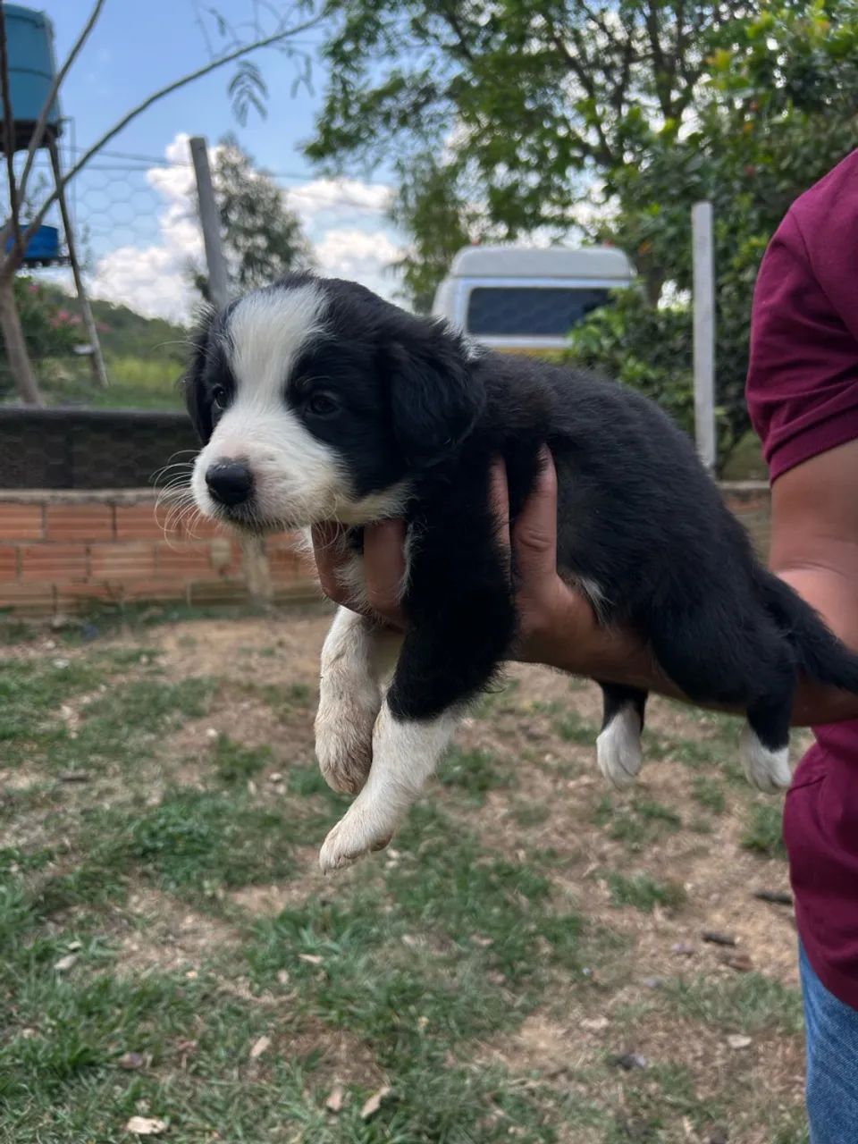 Filhotes Border Collie - Foto 2