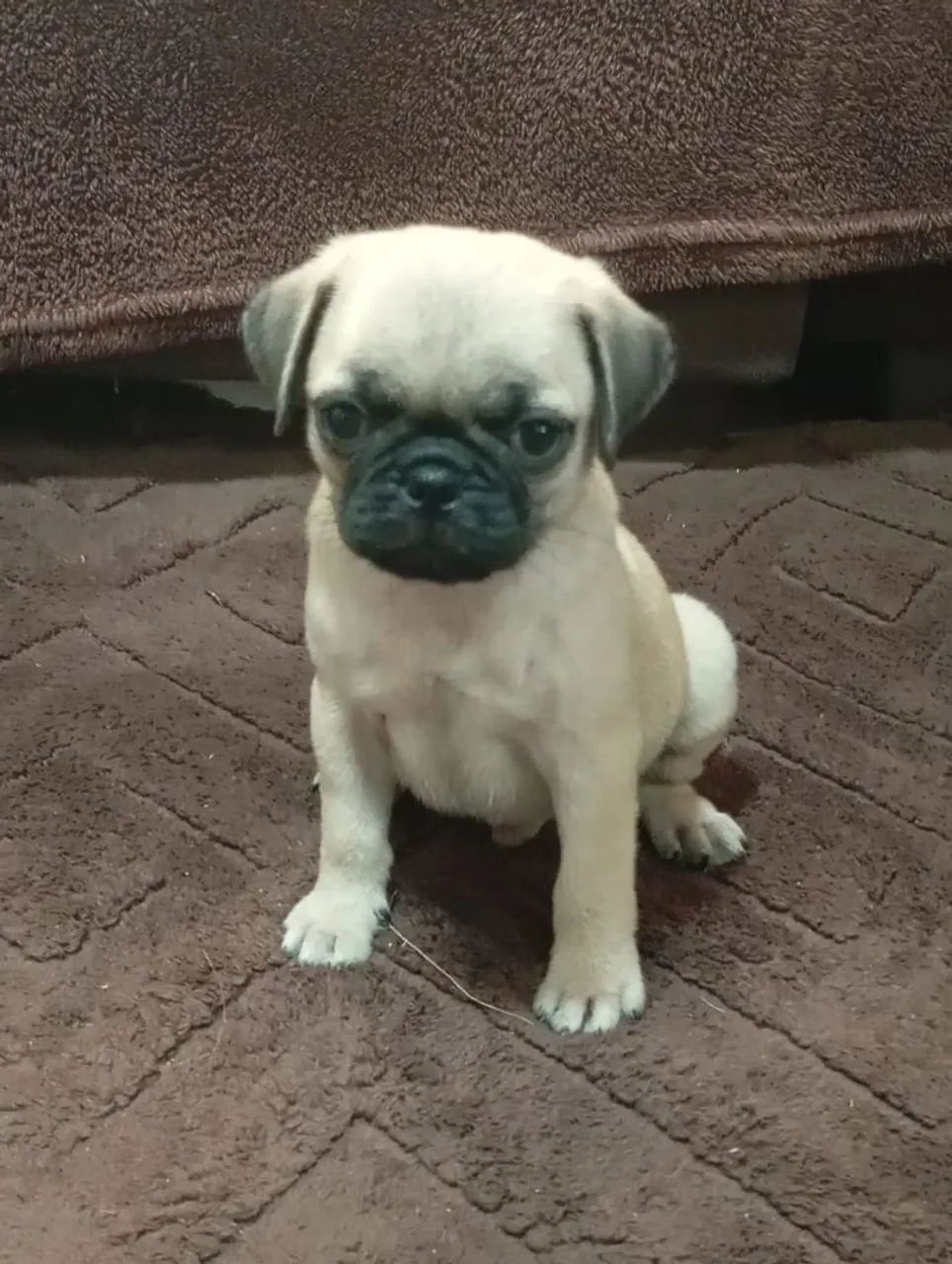 Presente para o dia das mães bebês de pug ac cartão parcelo e entrego  - Foto 5