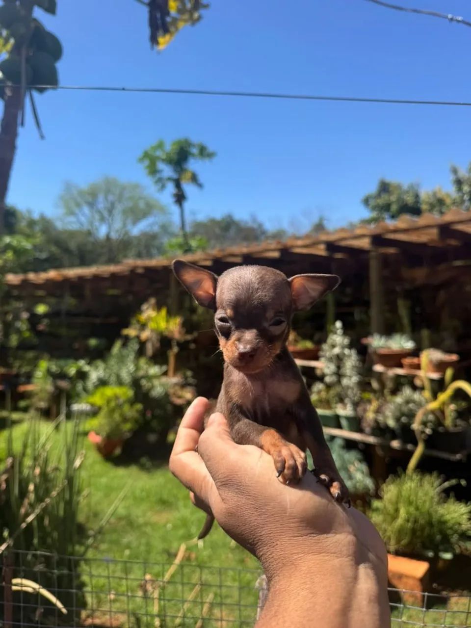 Pinscher chocolate zerinho  - Foto 4