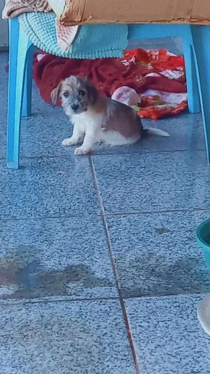 Adoção  - Foto 4