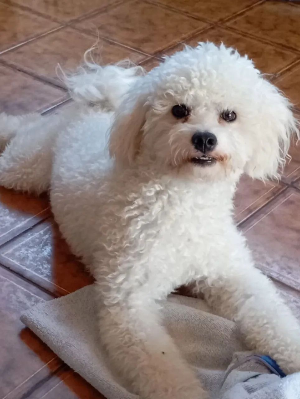 Poodle ( Com Todos os Acessórios)