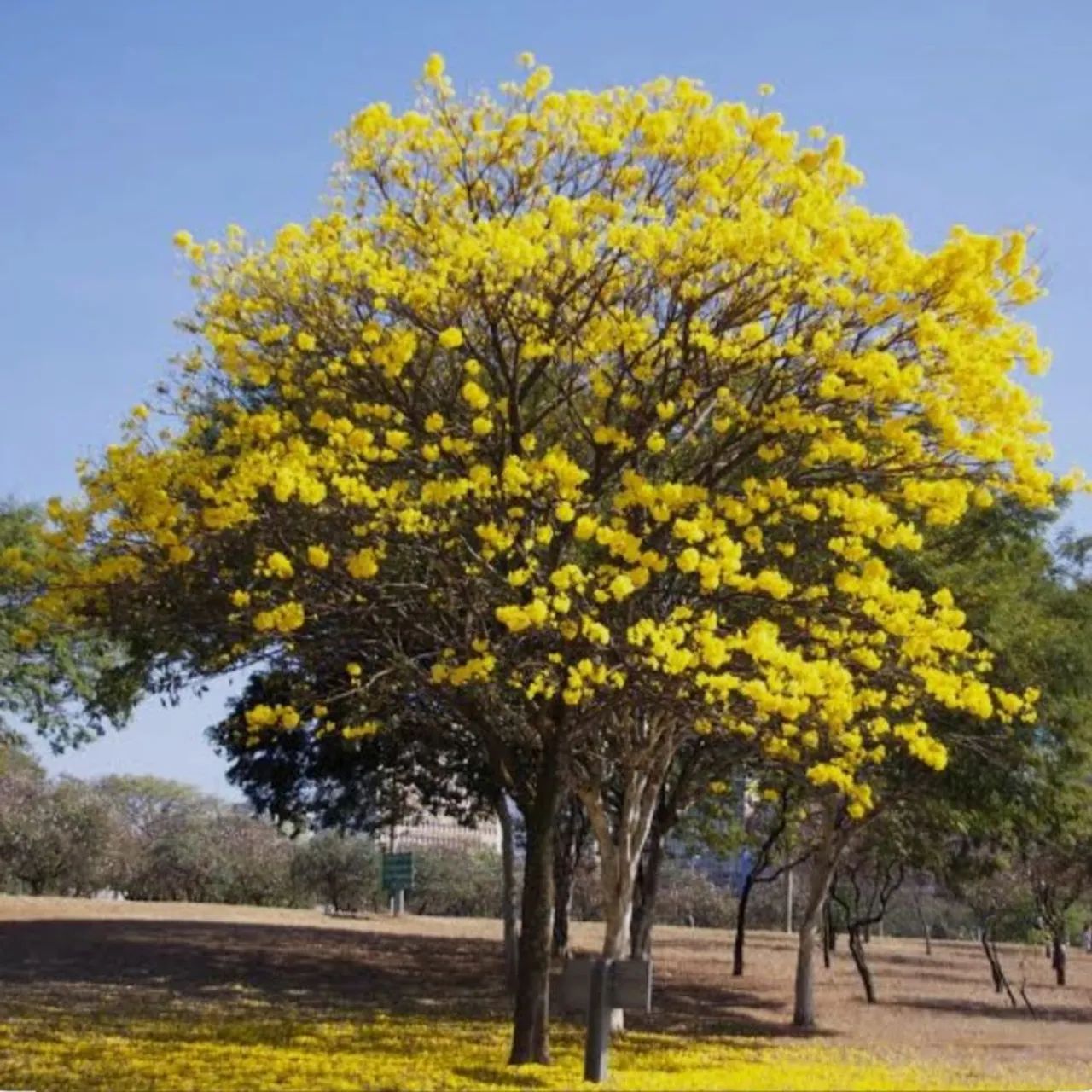 Ypê amarelo - mudas