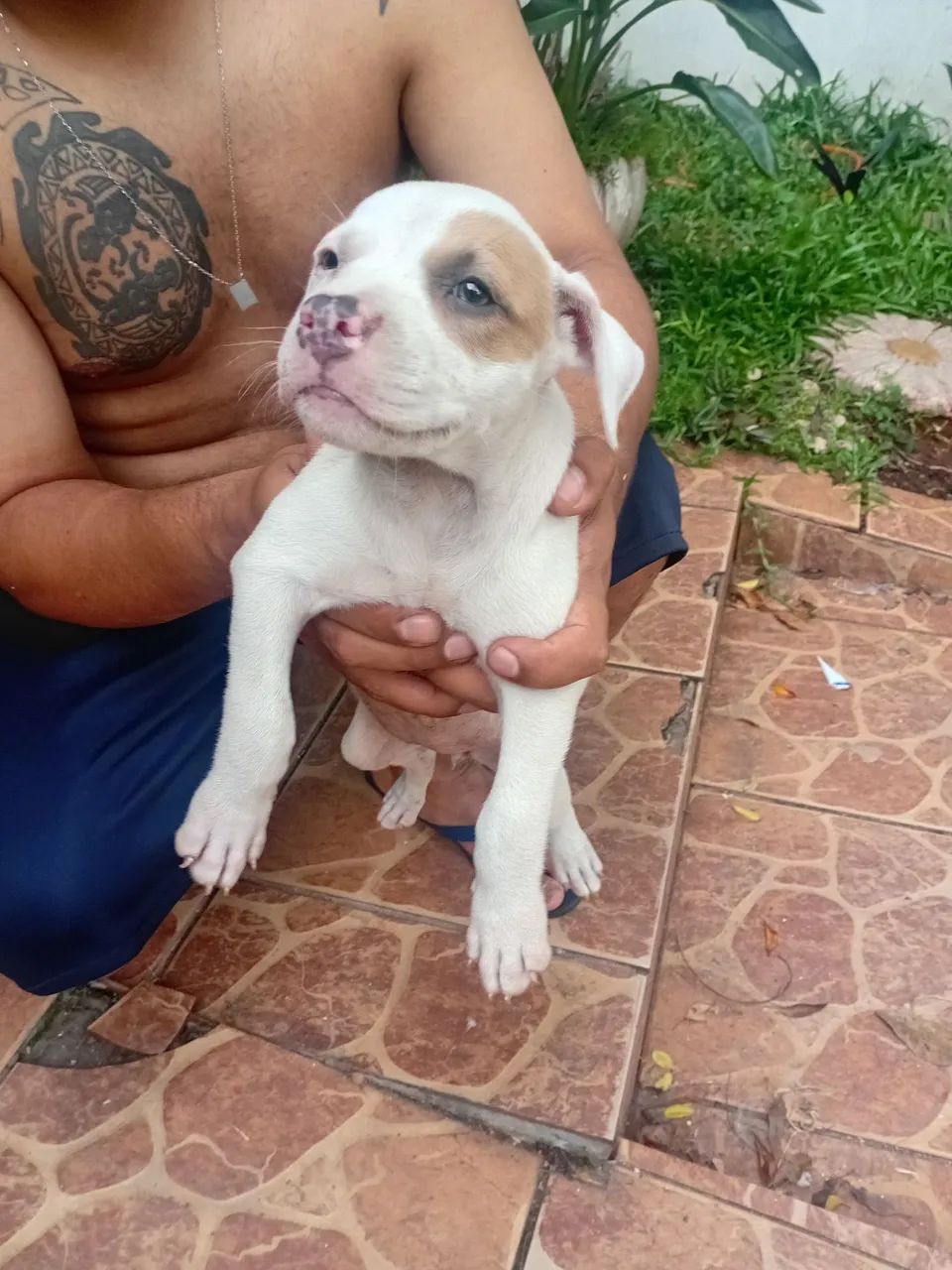 Filhote Pitbull Fêmea 