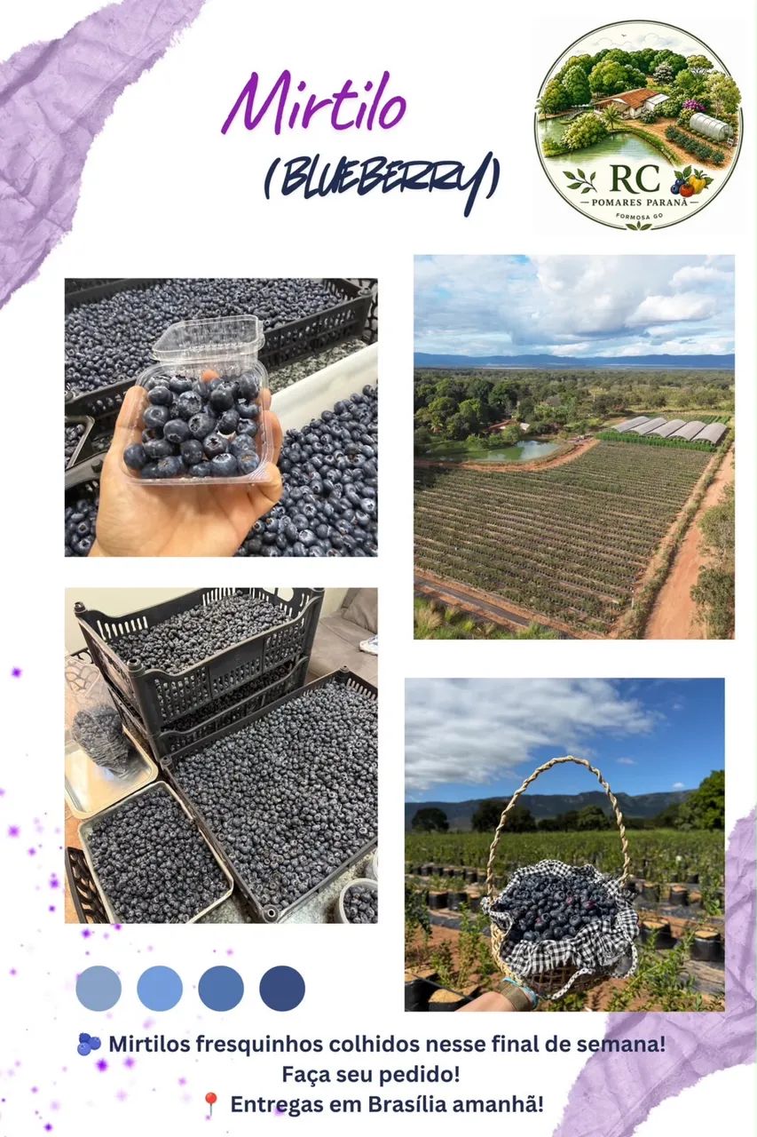 Mirtilo ( Blueberry ) - Foto 4