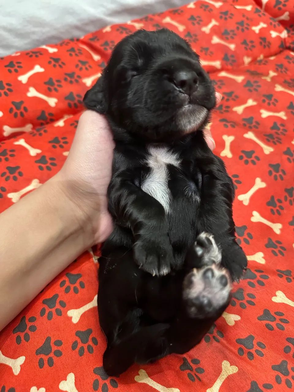 COCKER SPANIEL INGLÊS - MACHO E FÊMEA  - Foto 5