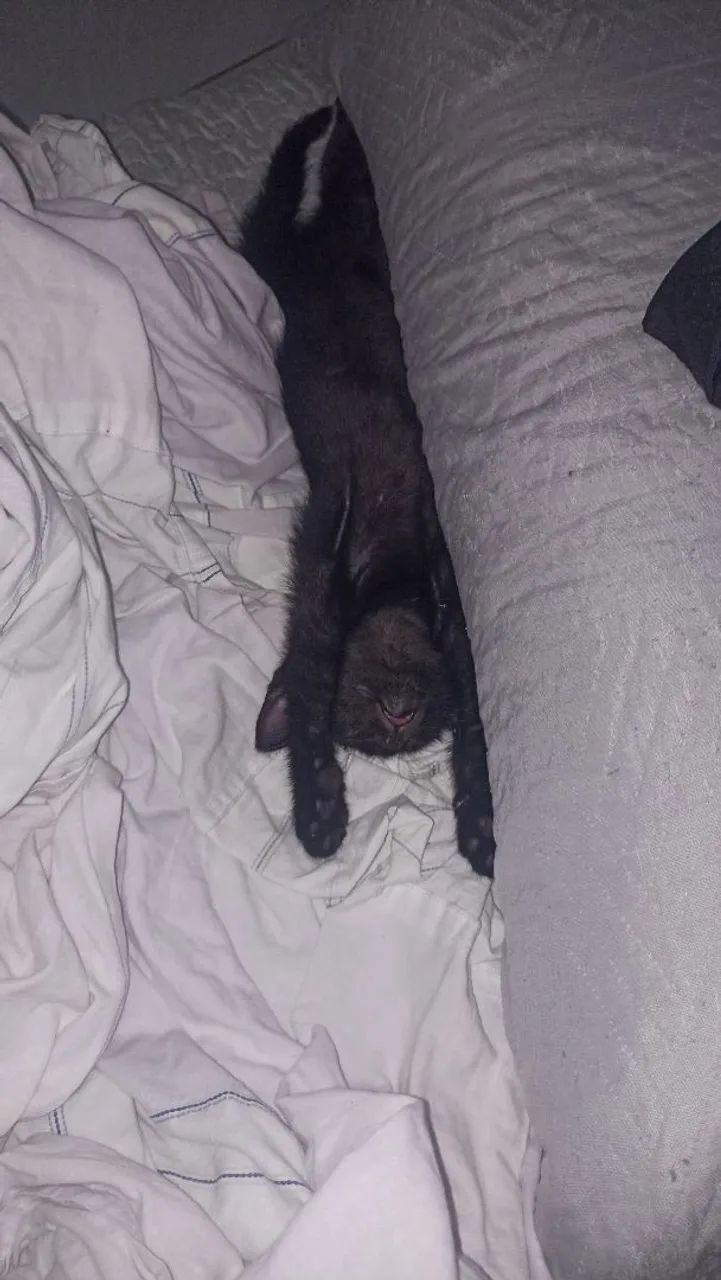 Gata preta morceguinha  - Foto 3