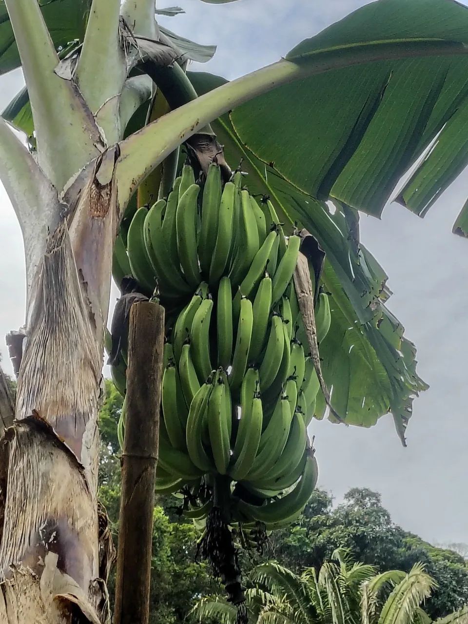 Muda de banana terra  - Foto 2