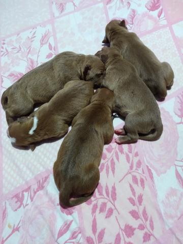 Filhotes de pit bull - Foto 6