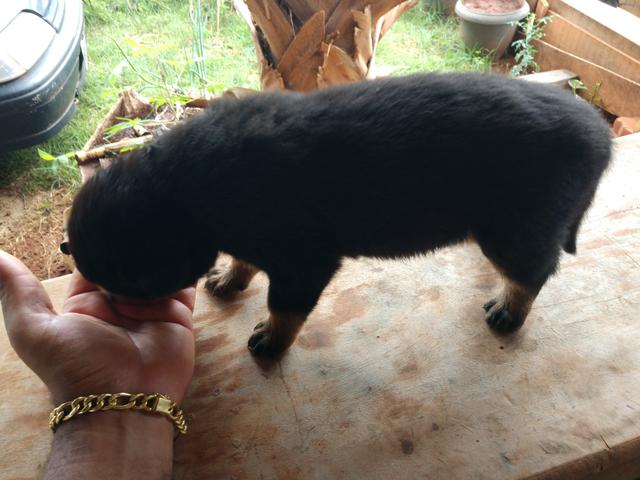 Filhotes de Rottweiler - Foto 4