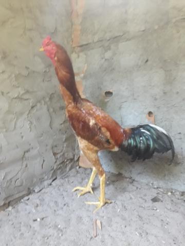 Galos indio gigante