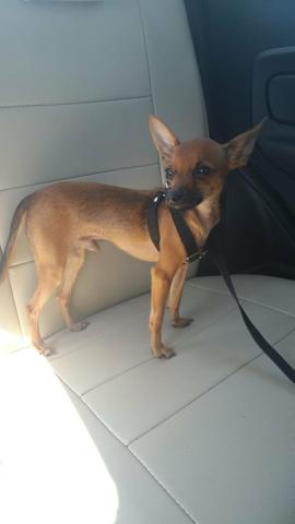 Procuro uma cadelinha Pinscher para cruzar - Foto 4