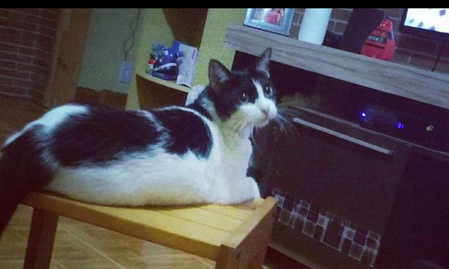 Doa-se gatinho macho