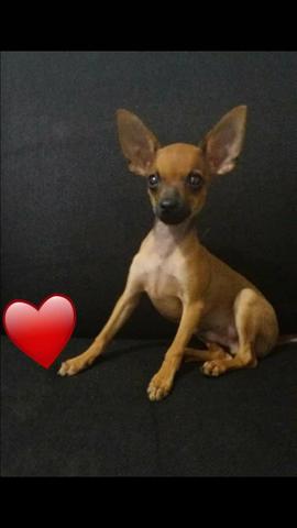 Procuro uma cadelinha Pinscher para cruzar