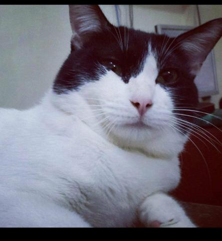 Doa-se gatinho macho - Foto 2