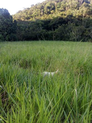 Sitio,granja de 11 hectare