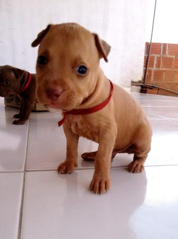 VENDE-Se - Foto 4
