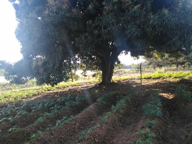 Terreno na beira do rio - Foto 9