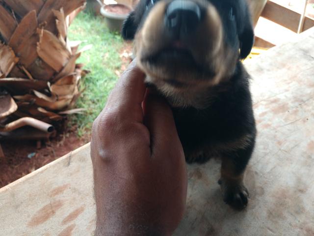 Filhotes de Rottweiler - Foto 2