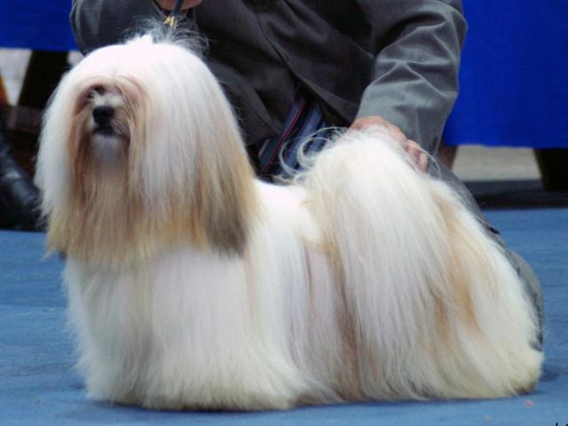 Filhote de Lhasa Apso, macho, com excelente linhagem - Foto 3