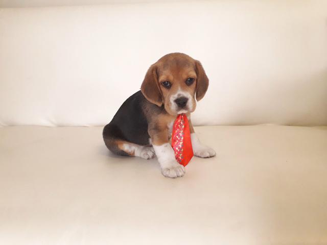 Beagle - Foto 2