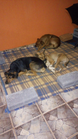 Olx doação de cães Clearance