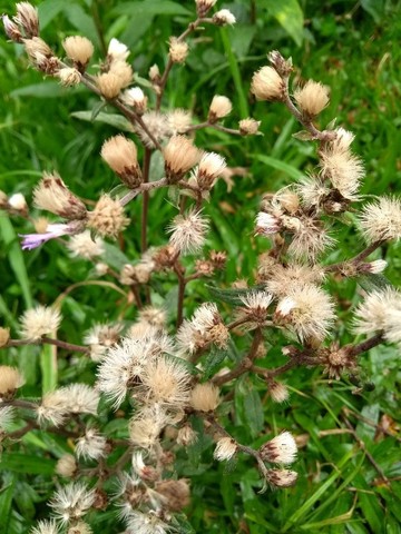 MUDAS DE ASSA PEIXE MELIFERO  - Foto 2