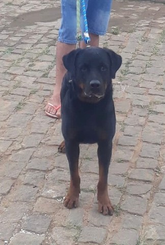 Filhotes de rottwailer 