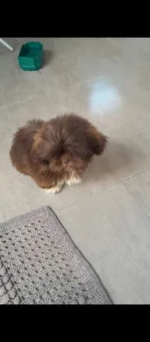 Vendo filhotes de Shitzu toppp - Foto 4