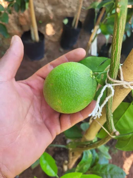 Mudas Frutíferas Enxertadas  - Foto 2