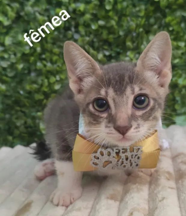 Doação de lindos gatinhos de 60 dias - Foto 3