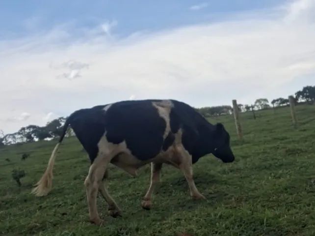 Vendo Touro holandês em Abadia de Goiás 
