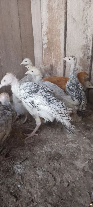 Angolinhas, perú, patos e marecos  - Foto 2