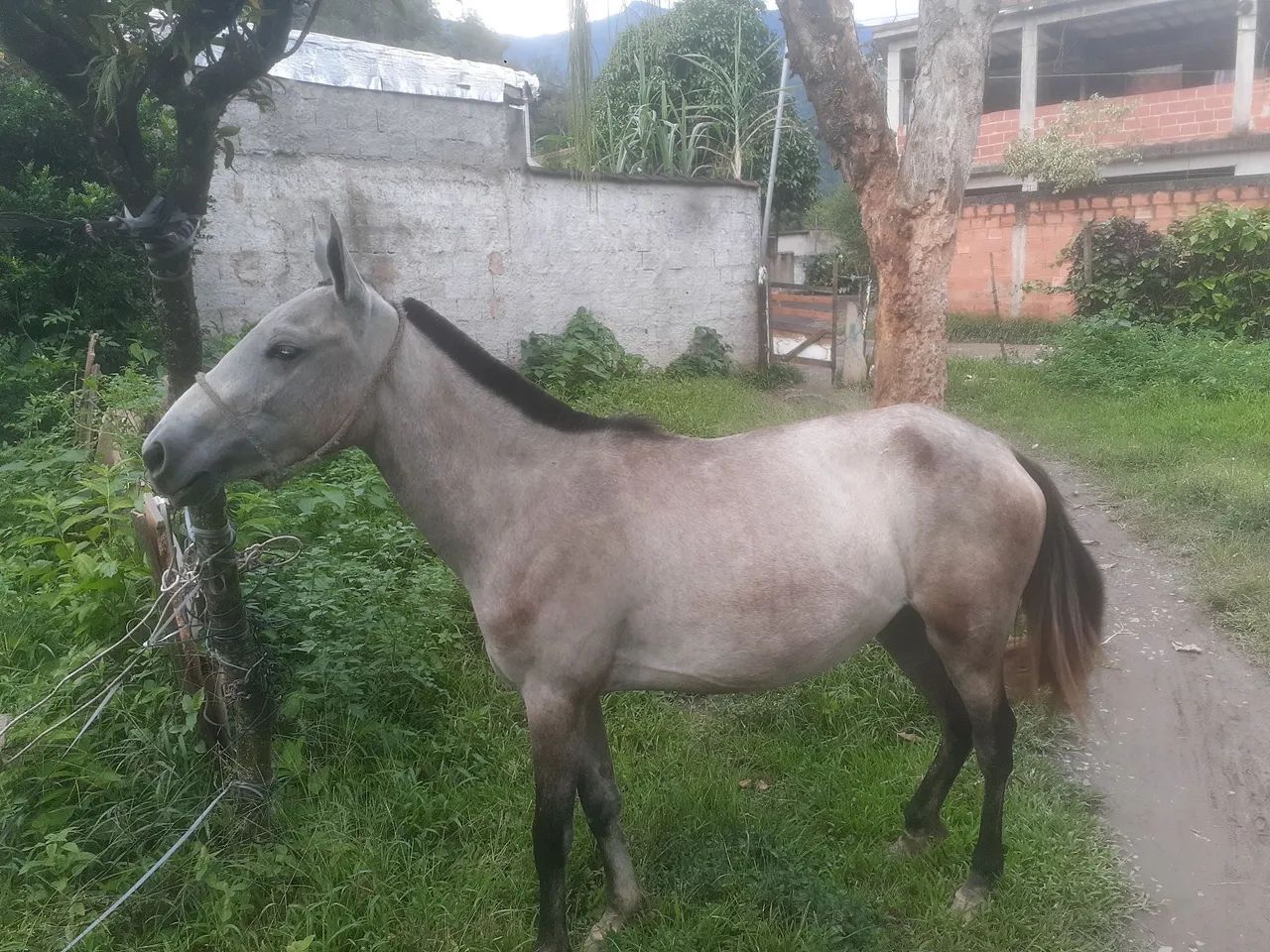 Potra lindo e dócil para venda - Foto 3