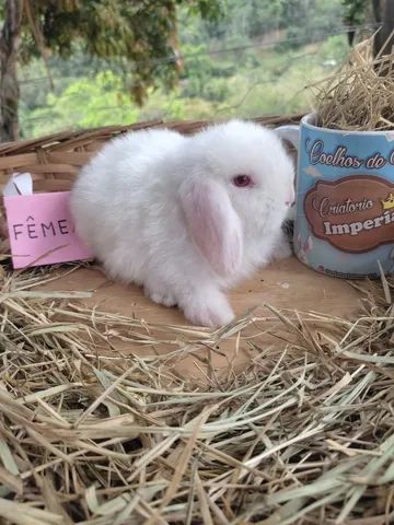 PÁSCOA - Coelho Mini Lop Uruguaio - Foto 2