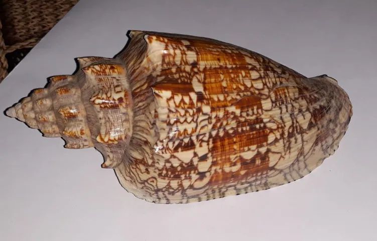 VENDE SE CONCHA DO MAR - Foto 2