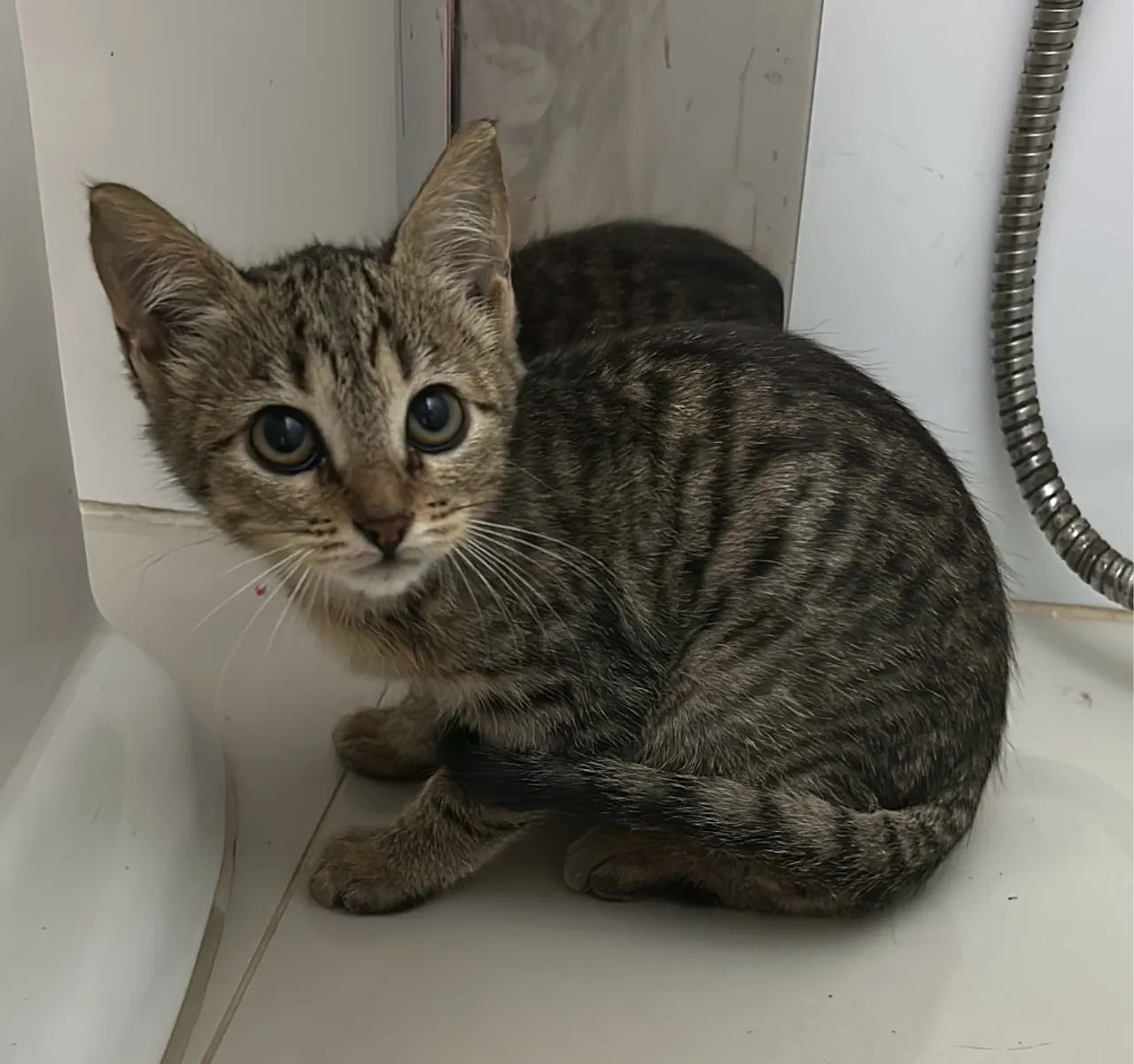 Gatinha Tigrinha para adoção - Foto 3