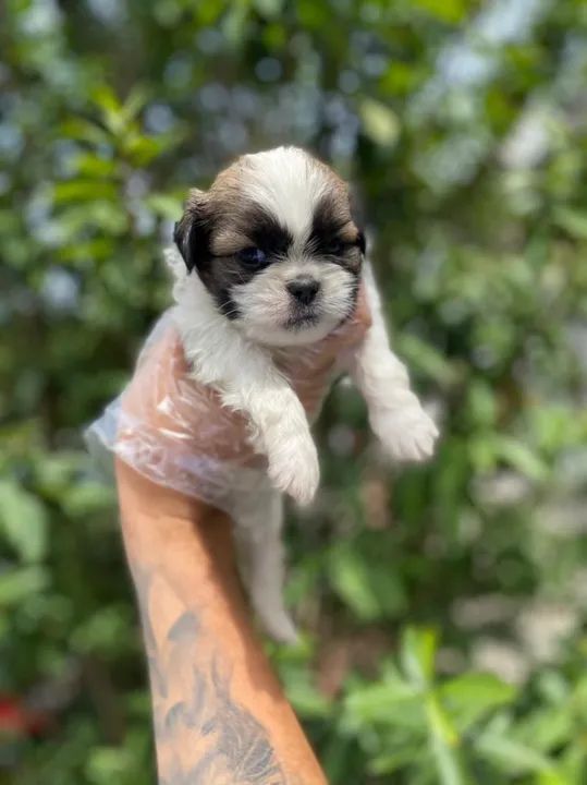 Shih Tzu esse é o Dog mais fofo e a Melhor raça pra você, C/ Pedigree - Foto 5