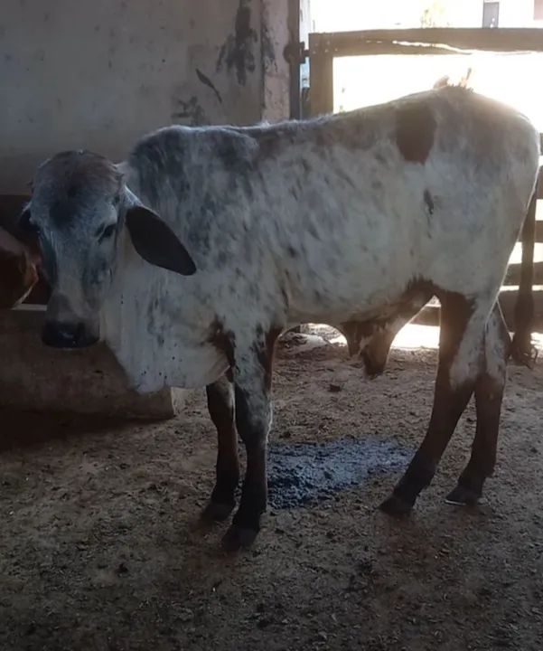 Garrote Gir - Foto 3